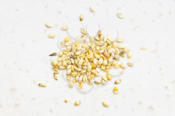 several whole-grain foxtail millet seeds close up on gray ceramic plate