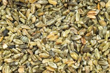 food background - freekeh wheat grains close up