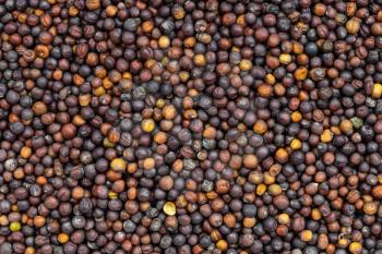 food background - many whole-grain rapeseeds close up