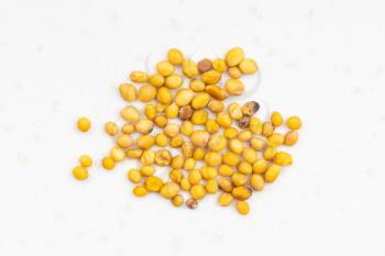several yellow seeds of Sinapis Alba mustard close up on gray ceramic plate