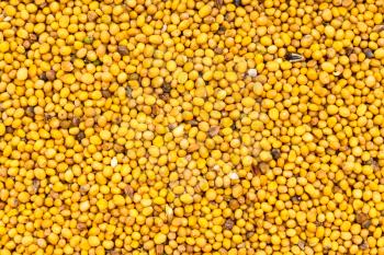 food background - many yellow seeds of Sinapis Alba mustard close up