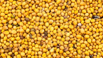 panoramic food background - ripe yellow seeds of Sinapis Alba mustard close up