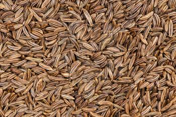 food background - many dried caraway seeds