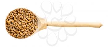 top view of wood spoon with common wheat grains isolated on white background