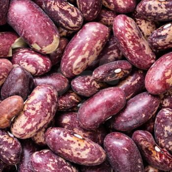 square food background - raw red spotted pinto beans close up