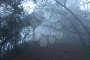 Misty scary forest in thick fog