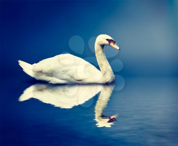 Vintage retro effect hipster style image of Mute Swan Cygnus olor