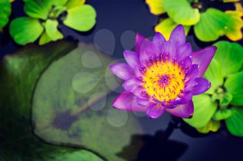 Vintage retro effect filtered hipster style image of Purple lotus in pond close up