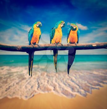 Vintage retro effect filtered hipster style image of tropical vacation concept three parrots Blue-and-Yellow Macaw Ara ararauna also known as the Blue-and-Gold Macaw on tropical beautiful beach and  s