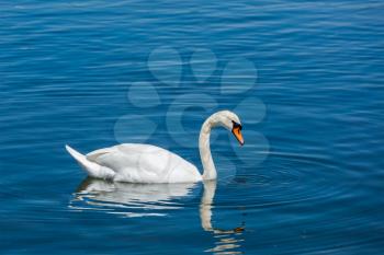 Mute Swan (Cygnus olor) in lake, Munich, Germany