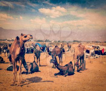 Vintage retro hipster style travel image of camels at Pushkar Mela (Pushkar Camel Fair), Pushkar, Rajasthan, India with grunge texture overlaid