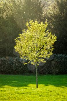 Young tree in spring in sun rays