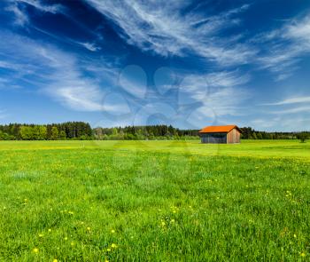 Summer meadow. Bavaria, Germany
