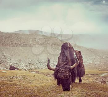 Vintage retro hipster style travel image of yak grazing in Himalayas. Ladakh, India
