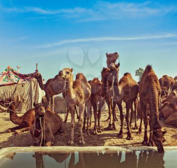 Vintage retro hipster style travel image of Camels at Pushkar Mela (Pushkar Camel Fair). Pushkar, Rajasthan, India