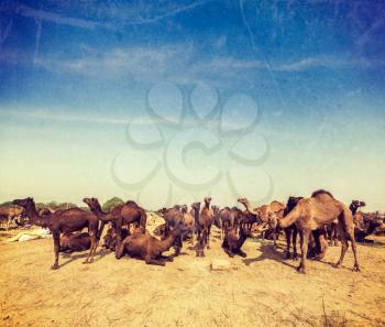 Vintage retro hipster style travel image of camels at Pushkar Mela (Pushkar Camel Fair). Pushkar, Rajasthan, India  with grunge texture overlaid