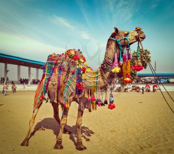 Vintage retro hipster style travel image of decorated camel at Pushkar Mela (Pushkar Camel Fair). Pushkar, Rajasthan, India