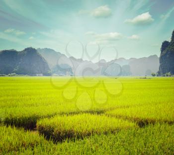 Vintage retro hipster style travel image of rice field. Tam Coc, Vietnam