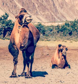 Vintage retro effect filtered hipster style travel image of Bactrian camels in Himalayas. Hunder village, Nubra Valley, Ladakh, Jammu and Kashmir, India