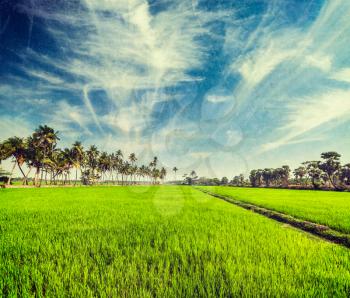 Vintage retro hipster style travel image of rural Indian scene - rice paddy field and palms with grunge texture overlaid. Tamil Nadu, India