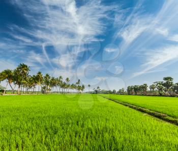 Rural Indian scene - rice paddy field and palms. Tamil Nadu, India