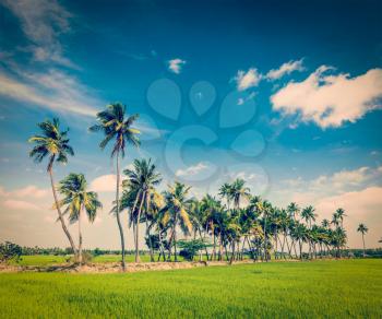 Vintage retro hipster style travel image of  rural Indian scene - rice paddy field and palms. Tamil Nadu, India