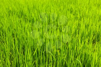 Rice paddy field close up. Tamil Nadu, India