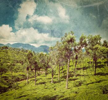 Vintage retro hipster style travel image of Kerala India travel background - green tea plantations with trees in Munnar, Kerala, India close up with grunge texture overlaid