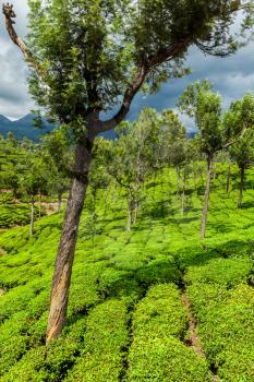Kerala India travel background - green tea plantations with trees in Munnar, Kerala, India close up
