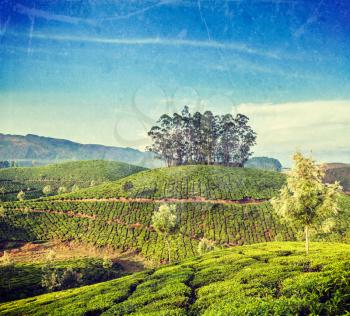 Vintage retro hipster style travel image of Kerala India travel background - green tea plantations in Munnar, Kerala, India - tourist attraction with grunge texture overlaid