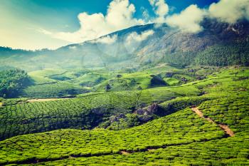 Vintage retro hipster style travel image of Kerala India travel background - green tea plantations in Munnar, Kerala, India - tourist attraction