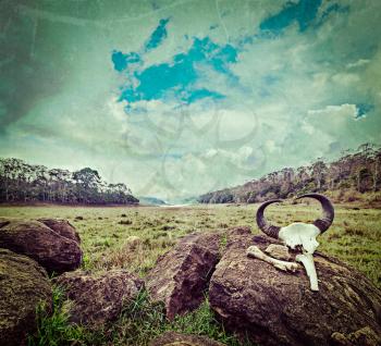 Vintage retro hipster style travel image of gaur (Indian bison) skull with horns and bones in Periyar wildlife sanctuary, Kumily, Kerala, India with grunge texture overlaid