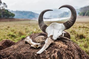 Gaur (Indian bison) skull with horns and bones in Periyar wildlife sanctuary, Kumily, Kerala, India
