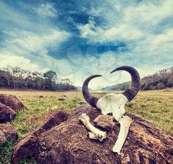 Vintage retro hipster style travel image of gaur (Indian bison) skull with horns and bones in Periyar wildlife sanctuary, Kumily, Kerala, India