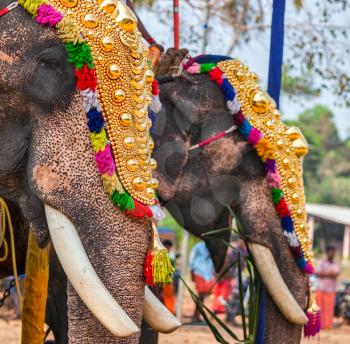 Decorated elephants in Hindu temple at temple festival, Kearla, India