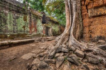High dynamic range (hdr) image of  ancient ruins with trees, Ta Prohm temple, Angkor, Cambodia