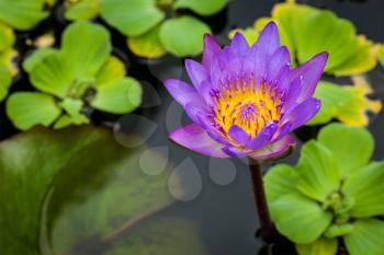 Purple lotus in pond close up