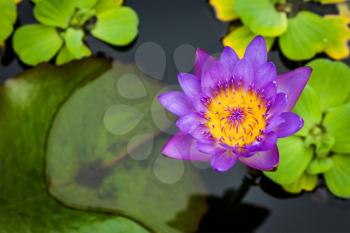 Purple lotus in pond close up