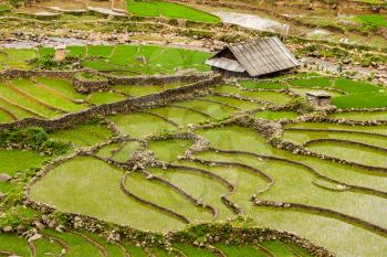 Rice field terraces (rice paddy). Near Cat Cat village, near Sapa, VIetnam