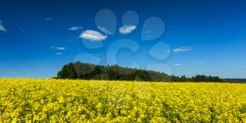 Spring summer background - yellow rape (canola) field with blue sky panorama