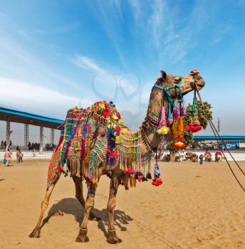 Decorated camel at Pushkar Mela (Pushkar Camel Fair). Pushkar, Rajasthan, India
