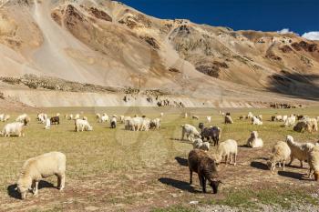 Herd of Pashmina sheep and goats grazing in Himalayas. Himachal Pradesh, India