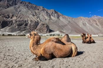 Bactrian camels in Himalayas. Hunder village, Nubra Valley, Ladakh, Jammu and Kashmir, India