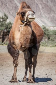 Bactrian camel in Himalayas. Hunder village, Nubra Valley, Ladakh, Jammu and Kashmir, India