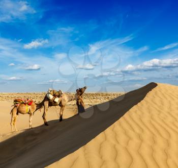 Rajasthan travel background - India cameleer (camel driver) with camels in dunes of Thar desert. Jaisalmer, Rajasthan, India