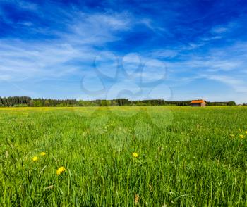 Summer meadow with blu sky Bavaria, Germany