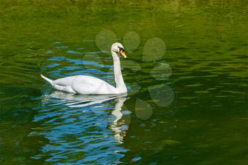 Mute Swan Cygnus olor in lake, Munich, Germany
