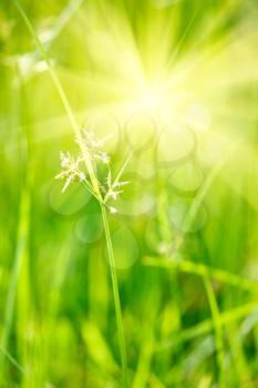 Green grass - very shallow depth of field and sunlight