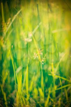 Vintage retro hipster style image of green grass - very shallow depth of field