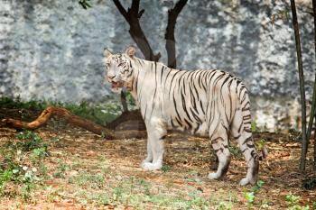 White indian tiger in forest